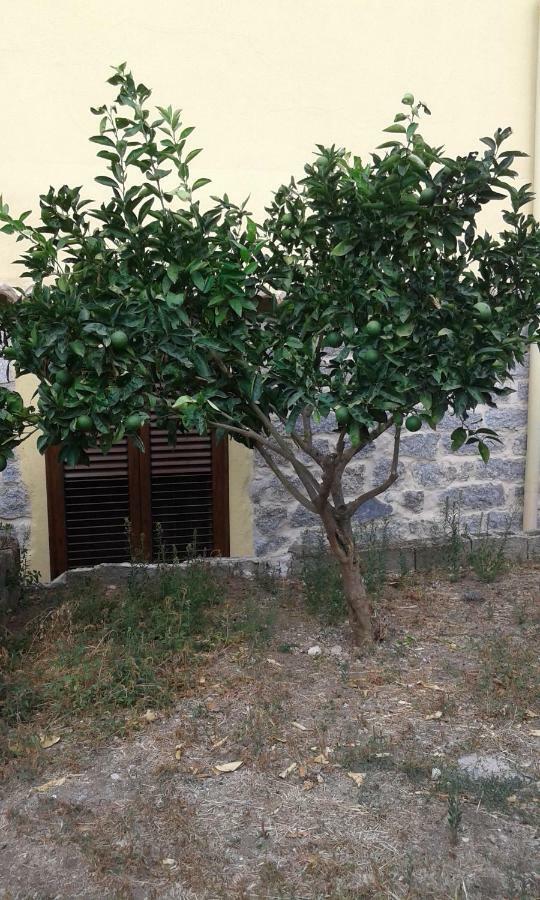 La Collina Dei Ciliegi Bed & Breakfast Sarule Exterior foto