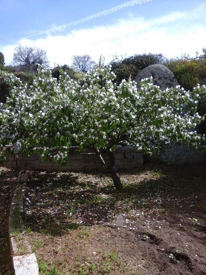 La Collina Dei Ciliegi Bed & Breakfast Sarule Exterior foto